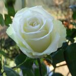 Саженцы кустовых роз