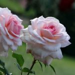 Саженцы многолетних цветов