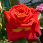 Саженцы многолетних цветов