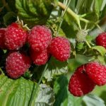 Саженцы плодовых кустарников