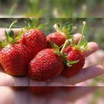 Саженцы плодовых кустарников