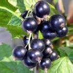 Саженцы плодовых кустарников