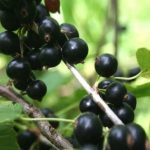 Саженцы плодовых кустарников
