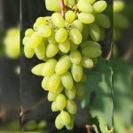 Саженцы Винограда плодового