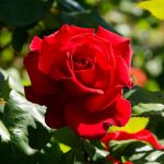 Саженцы кустовых роз