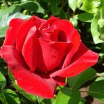 Саженцы многолетних цветов