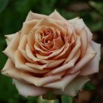 Саженцы английских роз