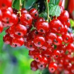 Саженцы плодовых кустарников
