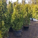 Саженцы хвойных деревьев и кустарников