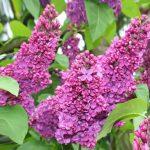 Саженцы декоративных кустарников
