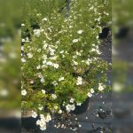 Саженцы лапчатки