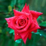 Саженцы многолетних цветов