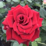 Саженцы кустовых роз