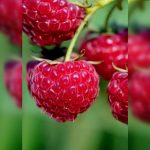 Саженцы малины красной