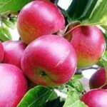 Саженцы плодовых деревьев