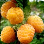 Саженцы плодовых кустарников