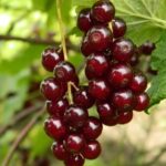 Саженцы плодовых кустарников