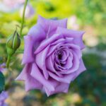 Саженцы плетистых роз